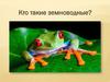 Кто такие земноводные?