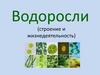Водоросли. Строение и жизнедеятельность