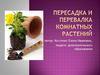Значение пересадки и перевалки комнатных растений
