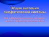 Общая анатомия лимфатической системы