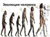 Эволюция человека