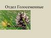 Отдел Голосеменные. Урок 27-28