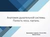 Анатомия дыхательной системы. Полость носа, гортань