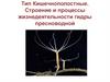Тип Кишечнополостные. Строение и процессы жизнедеятельности гидры пресноводной