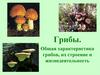 Грибы. Общая характеристика грибов, их строение и жизнедеятельность