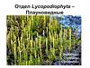Отдел Lycopodiophyta – Плауновидные