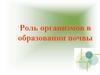 Роль организмов в образовании почвы