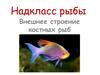 Надкласс рыбы. Внешнее строение костных рыб