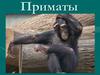 Приматы. Общая характеристика