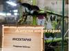 Жители Инсектария