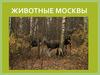 Животные Москвы
