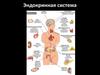 Эндокринная система