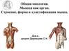 Миология. Мышца как орган. Строение, форма и классификация мышц