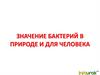 Значение бактерий в природе и для человека
