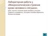 «Микроскопическое строение крови человека и лягушки». Лабораторная работа 3