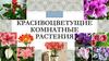 Красивоцветущие комнатные растения