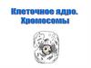 Клеточное ядро. Хромосомы