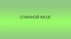 Спинной мозг