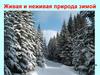 Живая и неживая природа зимой