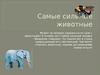 Самые сильные животные