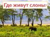 Где живут слоны