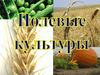 Полевые культуры. 6 класс