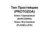 Тип простейшие. Класс саркодовые. Класс жгутиковые. Морфология, циклы развития, пути заражения человека