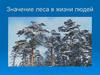 Значение леса в жизни людей