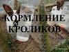 Кормление кроликов