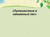 Путешествие в смешанный лес