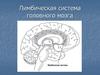 Лимбическая система головного мозга
