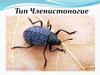 Тип членистоногие