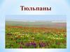 Все о тюльпанах