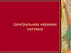 Центральная нервная система