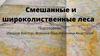 Смешанные и широколиственные леса