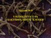 Ультраструктура бактериальной клетки
