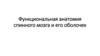 Функциональная анатомия спинного мозга и его оболочек
