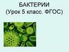 Бактерии