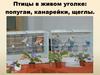 Птицы в живом уголке: попугаи, канарейки, щеглы