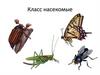 Класс насекомые