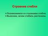 Стебель его строение и значение