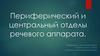 Периферический и центральный отделы речевого аппарата