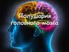 Полушария головного мозга