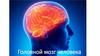 Головной мозг человека