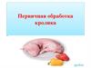 Первичная обработка кролика