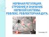 Строение и значение нервной системы. Рефлекс