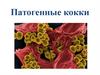 Патогенные кокки