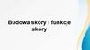 Budowa skóry i funkcje skóry