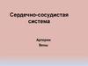 Сердечно-сосудистая система