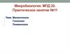 Менингококки. Гонококки. Пневмококки (Практическое занятие №11)